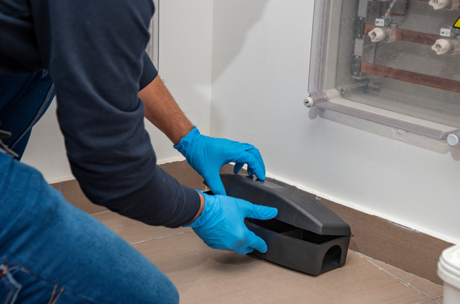 Understanding the Growing Need for Pest Control in Homes and Businesses