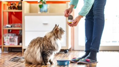Reflex Plus Cat Food vs Reflex Cat Food