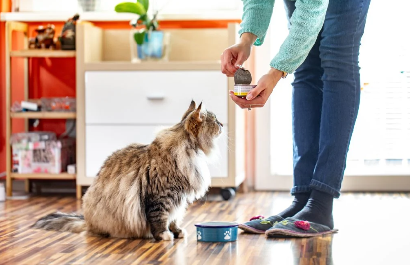 Reflex Plus Cat Food vs Reflex Cat Food