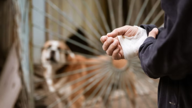 Essential Actions To Preserve Your Rights Following A Dog Bite Injury 
