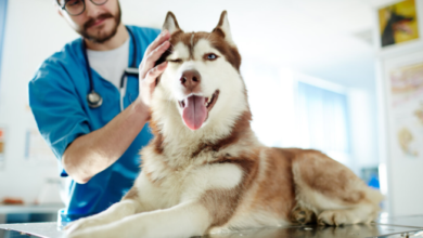 Enhancing Pet Wellness in Urban Communities