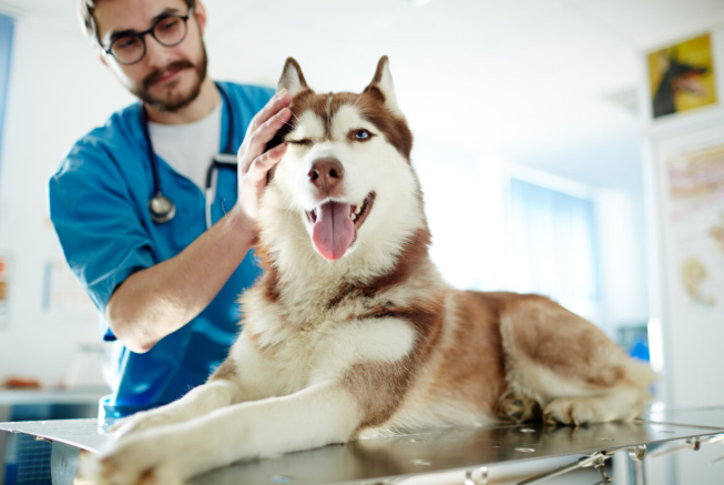 Enhancing Pet Wellness in Urban Communities